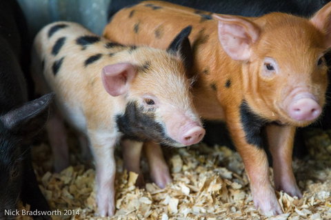 Chesterfield Farm - Tourism Cairns 4