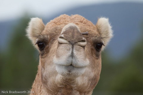 Chesterfield Farm - Tourism Cairns 5