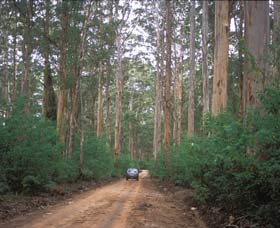 Boranup Drive - Tourism Cairns 0