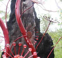 Understory Art In Nature - Tourism Cairns