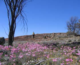 Talgomine Reserve - Tourism Cairns 0