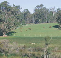 Scenic Drives - Bunbury Collie Donnybrook - Tourism Cairns