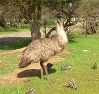 Minlaton Fauna Park - Tourism Cairns