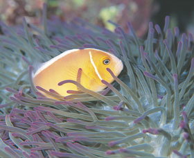 Rowley Shoals - Tourism Cairns 0