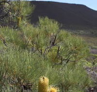 Lesueur Walk Trail Mount Lesueur - Tourism Cairns