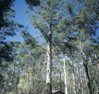 Diamond Tree Lookout Manjimup - Tourism Cairns
