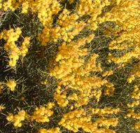 Dalwallinu Remnant Bushland - Tourism Cairns