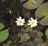 Parry Lagoons Nature Reserve - Tourism Cairns