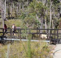 Forest Path Crooked Brook - Tourism Cairns
