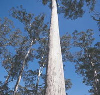 The Four Aces - Tourism Cairns