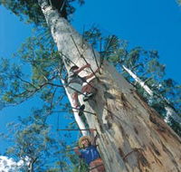 Dave Evans Bicentennial Tree - Tourism Cairns