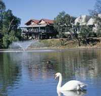 White Swans - Tourism Cairns