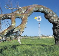 Greenough Leaning Trees - Tourism Cairns