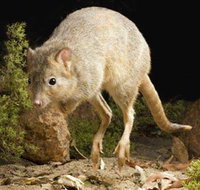 Kanyana Wildlife - Tourism Cairns