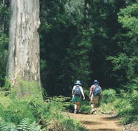 Gloucester Tree - Tourism Cairns