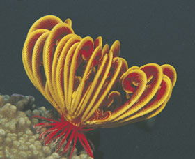 Lighthouse Bay - Tourism Cairns 0