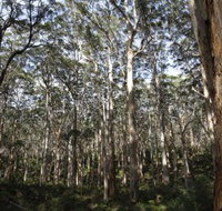 Boranup Karri Forest - Tourism Cairns
