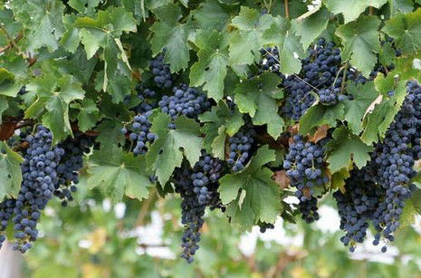 Capel Vale Wines - Tourism Cairns 0