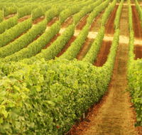 Darlington Estate Winery and Restaurant - Tourism Cairns