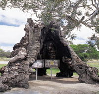 The Herbig Family Tree - Tourism Cairns
