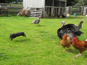 Echo Farm - Tourism Cairns 0