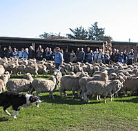Curringa Farm - Accommodation and Farm Tours - Tourism Cairns