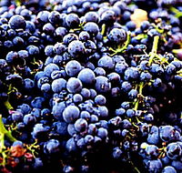 Laurel Bank Vineyard - Tourism Cairns