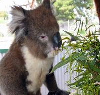 Glen-Forest Tourist Park - Tourism Cairns