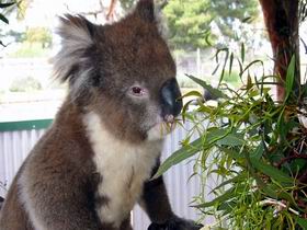 Glen-Forest Tourist Park - Tourism Cairns 0