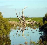 Bool Lagoon Game Reserve and Hacks Lagoon Conservation Park - Tourism Cairns