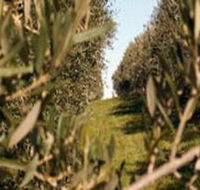 Evilo Estate - Tourism Cairns