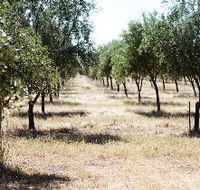Talinga Grove Olive Oils - Tourism Cairns