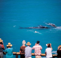 Whale Watching At Head Of Bight - Tourism Cairns