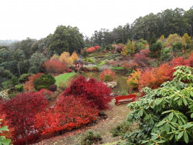 Emu Valley Rhododendron Garden - Tourism Cairns 0