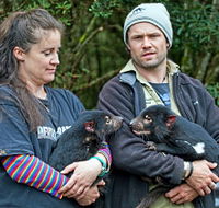 devilscradle - Tourism Cairns