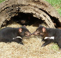 Wing's Wildlife Park - Tourism Cairns