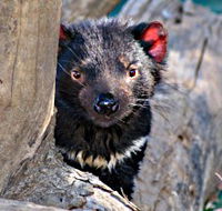 Trowunna Wildlife Sanctuary - Tourism Cairns