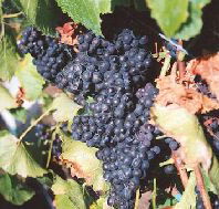 Darlington Vineyard - Tourism Cairns