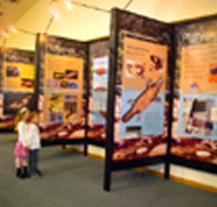Platypus Experience - Tourism Cairns