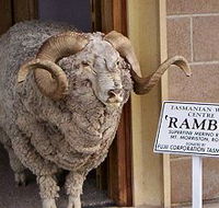 Tasmanian Wool Centre - Tourism Cairns