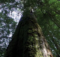 Styx Big Tree Reserve - Tourism Cairns