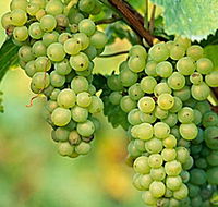 TP Vineyards - Tourism Cairns
