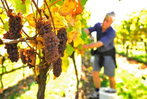 Native Point Wines - Tourism Cairns 0