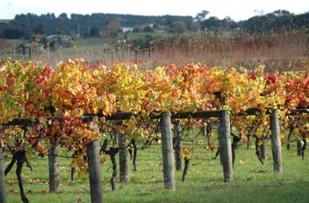 Apsley Gorge Vineyard - Tourism Cairns 0