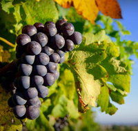 Panorama Vineyard - Tourism Cairns