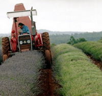 Bridestowe Lavender Farm - Tourism Cairns