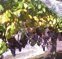 Palmara Vineyard - Tourism Cairns