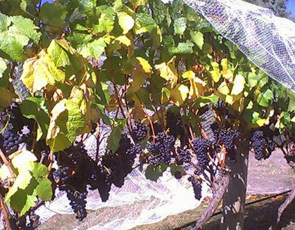 Palmara Vineyard - Tourism Cairns 0