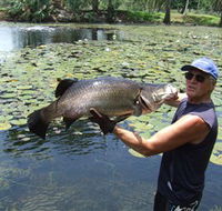 Barra Feeding - Tourism Cairns
