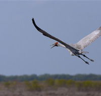 Gayngaru Wetlands Interpretive Walk - Tourism Cairns
